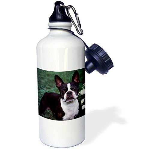 3dRose wb_3111_1 Boston Terrier Duke Sports Water Bottle, 21 oz, White 3dRose wb_3111_1 Boston Terrier Duke Sports Water Bottle, 21 oz, White