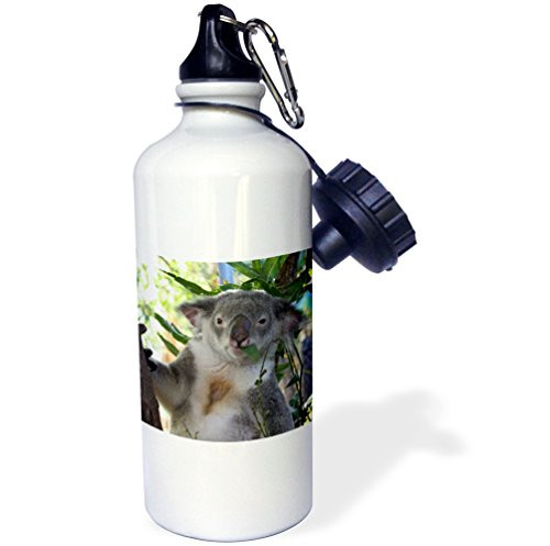 3dRose wb_22800_1 Cute Koala Eating Eucalyptus Queensland Australia Sports Water Bottle, 21 oz, White
