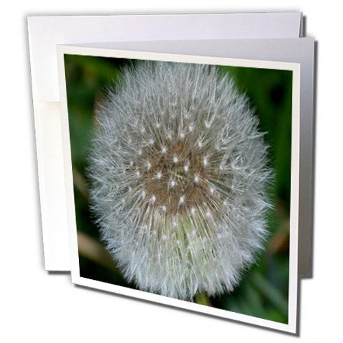 3dRose Dandelion Flower - Greeting Cards, 6 x 6 inches, set of 12 (gc_18412_2) 3dRose Dandelion Flower - Greeting Cards, 6 x 6 inches, set of 12 (gc_18412_2)