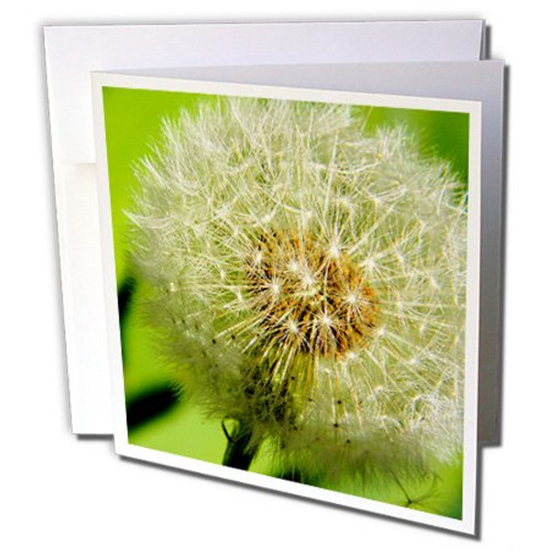 3dRose Dandelion - Greeting Cards, 6 x 6 inches, set of 6 (gc_22751_1) 3dRose Dandelion - Greeting Cards, 6 x 6 inches, set of 6 (gc_22751_1)