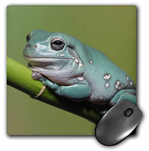 3dRose Mouse Pad Dumpy Tree Frog, Australian Green Tree Frog, Litoria Caerulea. - 8 by 8-Inches (mp_312941_1)