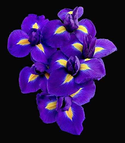 Posterazzi PDX1567SMALL Dutch Iris Photo Print, 21 x 24, Multi
