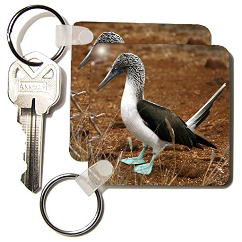 3dRose Ecuador, Galapagos Islands, Blue footed Booby colony - SA07 KWI0126 - Kymri Wilt - Key Chains, 2.25 x 4.5 inches, set of 4 (kc_86208_2) 3dRose Ecuador, Galapagos Islands, Blue footed Booby colony - SA07 KWI0126 - Kymri Wilt - Key Chains, 2.25 x 4.5 inches, set of 4 (kc_86208_2)