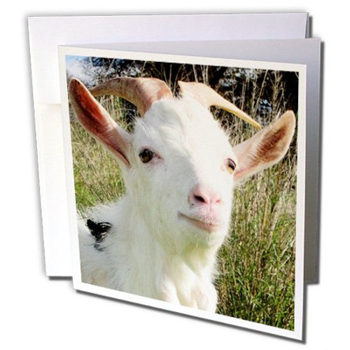 3dRose Farm Animals Goat - Greeting Cards, 6 x 6 inches, set of 12 (gc_21366_2) 3dRose Farm Animals Goat - Greeting Cards, 6 x 6 inches, set of 12 (gc_21366_2)
