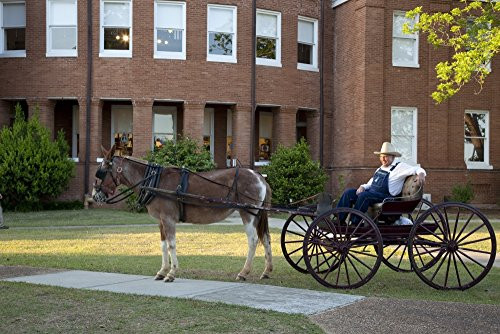 Farmer sits on donkey cart outside Courthouse Poster Print (18 x 24)