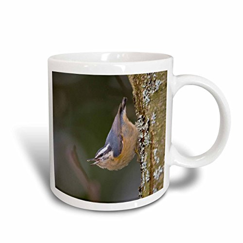 3dRose mug_95636_2 Washington State, Red-Brested Nuthatch, Bird Us48 Glu0041 Gary Luhm Ceramic Mug, 15-Ounce