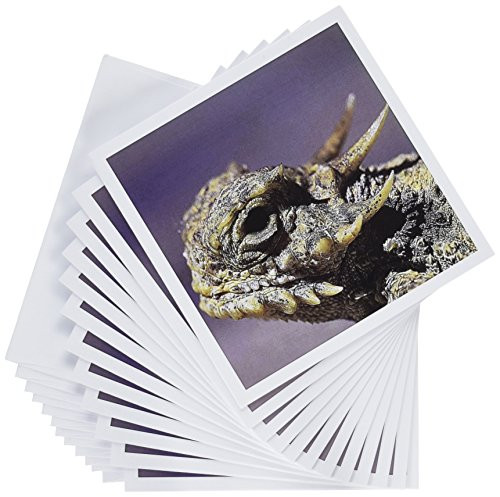 3dRose Flat-tailed Horned Lizard, Phrynosoma mcalli - Greeting Cards, 6 x 6 inches, set of 12 (gc_9922_2)