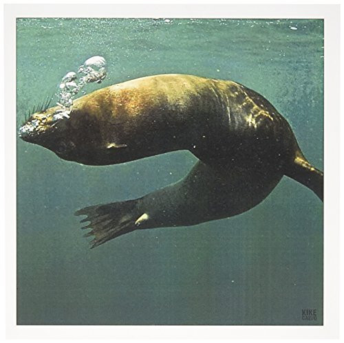 3dRose Galapagagos Sea lion,Zalophus wollebaeki,Punta Moreno Isabela Island Galapagos - Greeting Cards, 6 x 6 inches, set of 6 (gc_10137_1)