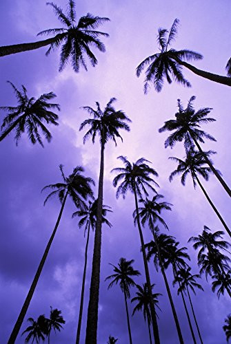 Posterazzi Hawaii Kauai Coconut Palm Trees Silhouetted At Dawn Against Purple Sky. Poster Print (11 x 17)