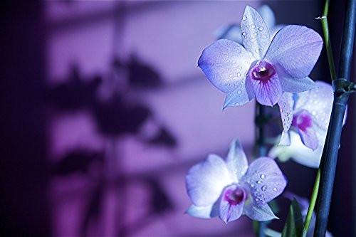Posterazzi Hawaii Kauai White Orchid With Purple Lighting Poster Print (17 x 11) Posterazzi Hawaii Kauai White Orchid With Purple Lighting Poster Print (17 x 11)