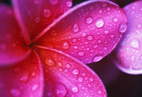 Posterazzi Hawaii Maui Extreme Close-Up Purple Pink Plumeria Blossom Water Droplets Aka Frangipani Poster Print, (17 x 11)