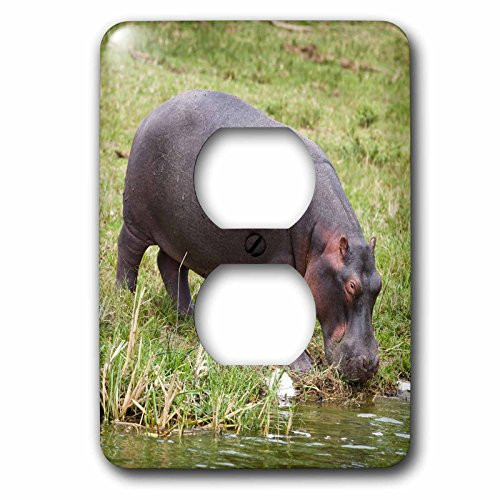 3dRose LLC lsp_132193_6 Hippopotamus, Queen Elizabeth National Park, Uganda - Af48 Mzw0209 - Martin Zwick 2 Plug Outlet Cover