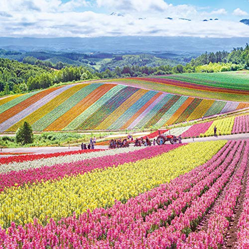 Buffalo Games - Photography - Rainbow Fields - 300 Large Piece Jigsaw Puzzle