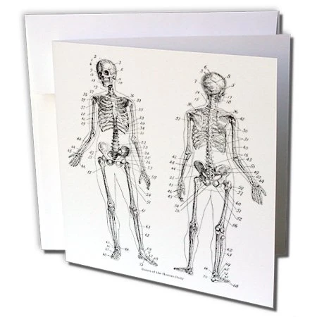 3dRose Image of Victorian Skelton Front And Back - Greeting Cards, 6 x 6 inches, set of 6 (gc_163162_1)