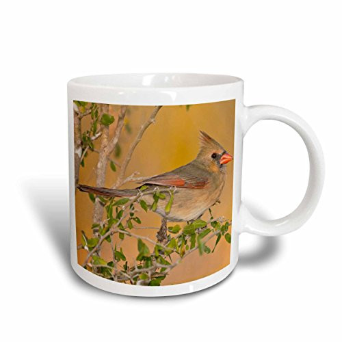 3dRose 146699_1 Northern Cardinal female bird perched on branch Mug, 11 oz, Ceramic