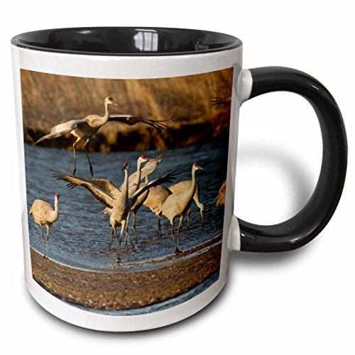 3dRose 144994_4 Sandhill crane bird, Platte river, Nebraska, USA Mug, 11 oz, Black