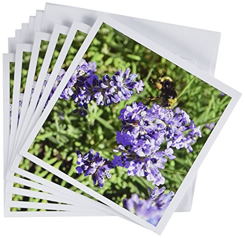 3dRose Lavender Flowers & Bee Greeting Cards, 6" x 6", Set of 6 (gc_24870_1)