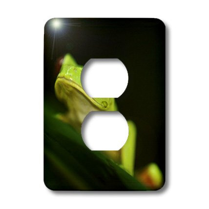 3dRose LLC lsp_10383_6 Light Green Tree Frog on a Leaf 2 Plug Outlet Cover
