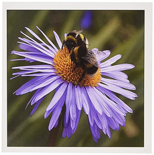 3dRose Light Purple Flower With Bee - Greeting Cards, 6 x 6 inches, set of 6 (gc_12968_1)