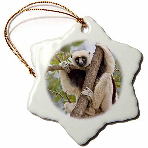 3dRose orn_72858_1 Madagascar, Sifaka Lemur Wildlife in Tree-AF24 BJA0001-Janyes Gallery-Snowflake Ornament, Porcelain, 3-Inch