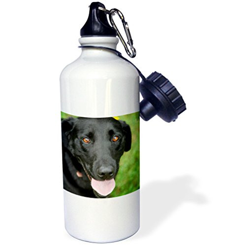 3dRose Dog-Black Labrador. -Sports Water Bottle, 21oz (wb_206818_1), Multicolored