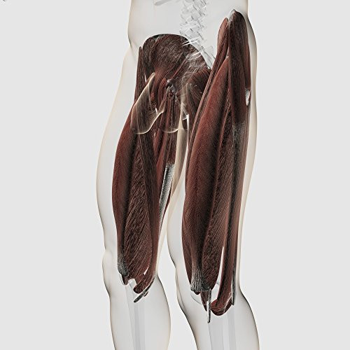 Posterazzi Male muscle anatomy of the human legs side view Poster Print (14 x 14)