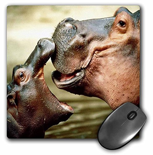 3dRose LLC 8 x 8 x 0.25 Inches Mouse Pad, Mama Hippo Kisses Her Baby (mp_54156_1)
