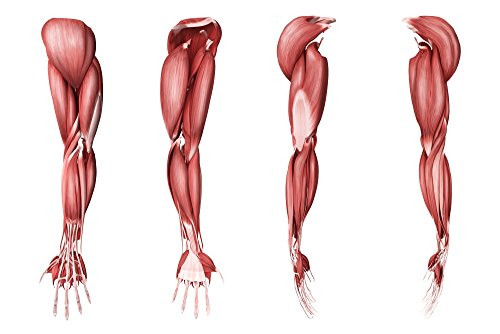 Posterazzi Medical Illustration of Human arm Muscles Four Side Views Poster Print, (17 x 11)