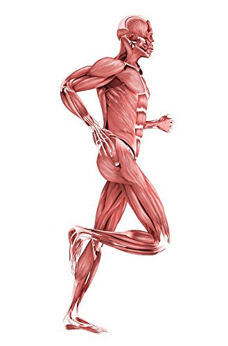 Posterazzi Medical illustration of male muscles running side view Poster Print (11 x 17)