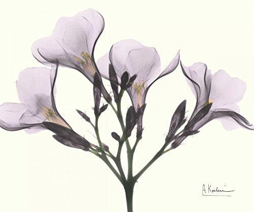 Posterazzi PDXAKRC089DSMALL Oleander in Purple Photo Print, 24 x 18, Multi