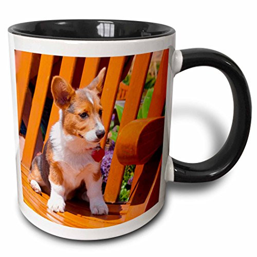 3dRose 209735_4 Pembroke Welsh Corgi puppy sitting in wooden park bench Ceramic Mug, 11 oz, Black/White