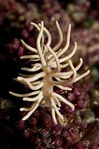 Posterazzi Poster Print Collection Phyllodesmium Briareum Nudibranch on Purple Hard Coral Indonesia Mathieu Meur/Stocktrek Images, (11 x 17), Multicolored