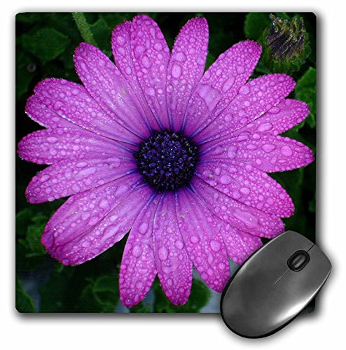 3dRose LLC 8 x 8 x 0.25 Inches Pink African Daisy Mouse Pad (mp_16949_1)