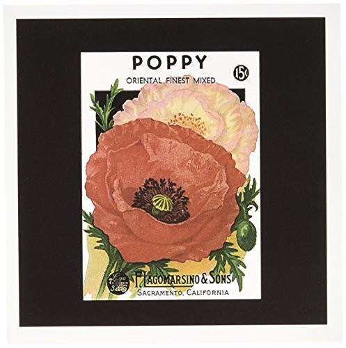 3dRose Set of 12 Greeting Cards, Poppy Oriental Finest with Red/Pink Flowers (gc_170711_2)