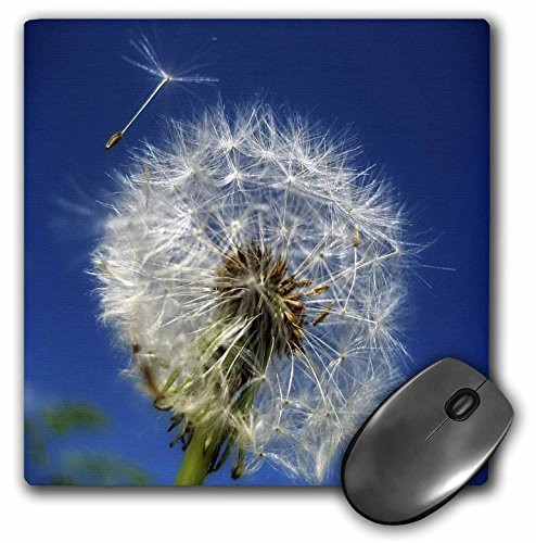 3Drose LLC 8 X 8 X 0.25 Inches Mouse Pad, Pretty Close Up of a White Dandelion Wish Flower (Mp_125027_1)