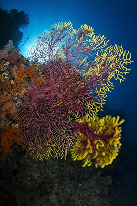 Posterazzi Purple and Yellow sea Fan in Raja Ampat Indonesia Poster Print, (11 x 17) Posterazzi Purple and Yellow sea Fan in Raja Ampat Indonesia Poster Print, (11 x 17)
