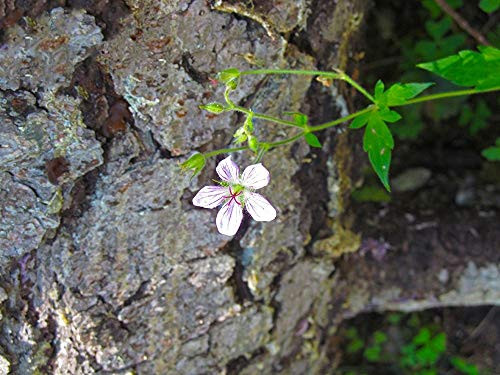 Posterazzi PDXWJTFLO00002SMALL Purple Flower Photo Print, 24 x 18, Multi
