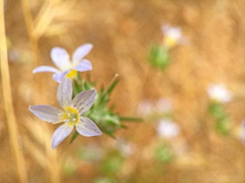 Posterazzi PDXWJTFLO00124SMALL Purple Flower V Photo Print, 24 x 18, Multi
