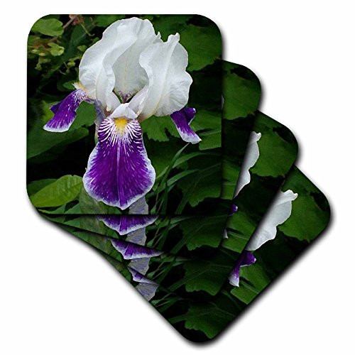 3dRose CST_4120_3 Purple Iris Ceramic Tile Coaster (Set of 4)