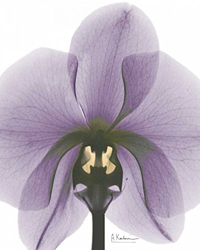 Posterazzi PDXAKRC554BSMALL Purple Orchid A29 Photo Print, 18 x 24, Multi