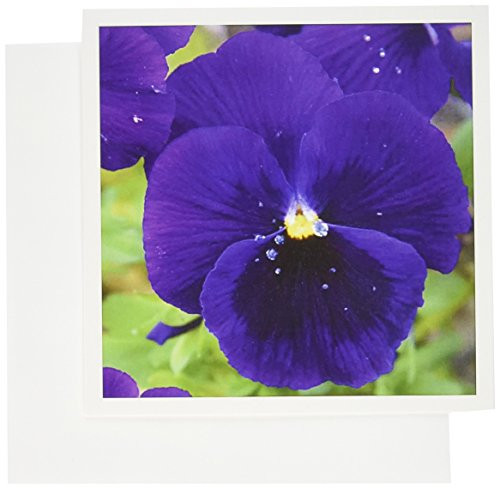 3dRose Greeting Cards, 6 x 6 Inches, Pack of 12, Purple Pansy- Flowers- Floral Photography (gc_44746_2)