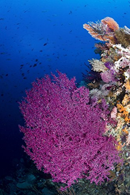 Posterazzi Purple sea fan in Raja Ampat Indonesia Poster Print (11 x 17) Posterazzi Purple sea fan in Raja Ampat Indonesia Poster Print (11 x 17)