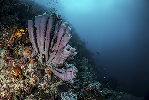Posterazzi Poster Print Collection Purple Tube Sponges Adorn a Coral Reef in Raja Ampat Indonesia Brook Peterson/Stocktrek Images, (17 x 11), Multicolored Posterazzi Poster Print Collection Purple Tube Sponges Adorn a Coral Reef in Raja Ampat Indonesia Brook Peterson/Stocktrek Images, (17 x 11), Multicolored
