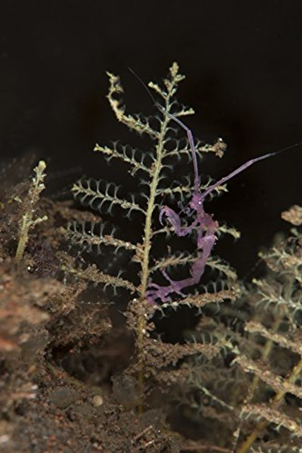 Posterazzi PSTSJN400614U Purple variety of skeleton shrimp (Caprella sp.) Tulamben Bali Indonesia Poster Print 11 x 17 Posterazzi PSTSJN400614U Purple variety of skeleton shrimp (Caprella sp.) Tulamben Bali Indonesia Poster Print 11 x 17