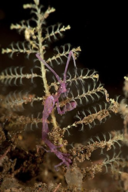Posterazzi PSTSJN400605U Purple variety of skeleton shrimp (Caprella sp.) Tulamben Bali Indonesia Poster Print 11 x 17 Posterazzi PSTSJN400605U Purple variety of skeleton shrimp (Caprella sp.) Tulamben Bali Indonesia Poster Print 11 x 17