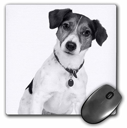 3dRose Rat Terrier Mouse Pad (mp_201521_1) 3dRose Rat Terrier Mouse Pad (mp_201521_1)