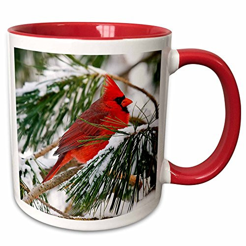 3dRose 112146_5 Black Cardinal Perched in Snowy Pine Tree Ceramic Mug, 11oz, Red/White