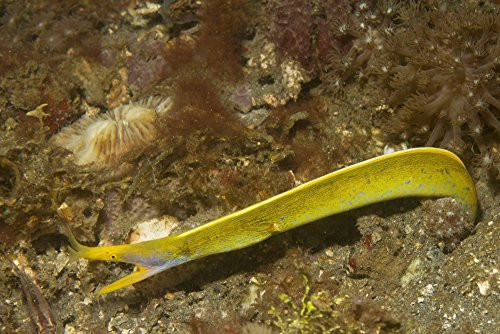 Posterazzi Poster Print Collection Ribbon Eel Turning from a Blue Male to a Yellow Color Female Vwpics/Stocktrek Images, (17 x 11), Varies