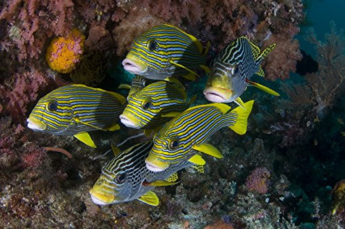 Posterazzi Schooling Ribbon sweetlips in Raja Ampat Indonesia. Poster Print by VWPics/Stocktrek Images (17 x 11) Varies Posterazzi Schooling Ribbon sweetlips in Raja Ampat Indonesia. Poster Print by VWPics/Stocktrek Images (17 x 11) Varies