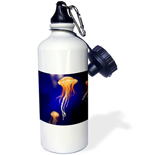 3dRose wb_88462_1"Sea Nettle, Monterey Bay Aquarium, California US05 JGS0147 Jim Goldstein" Sports Water Bottle, 21 oz, White
